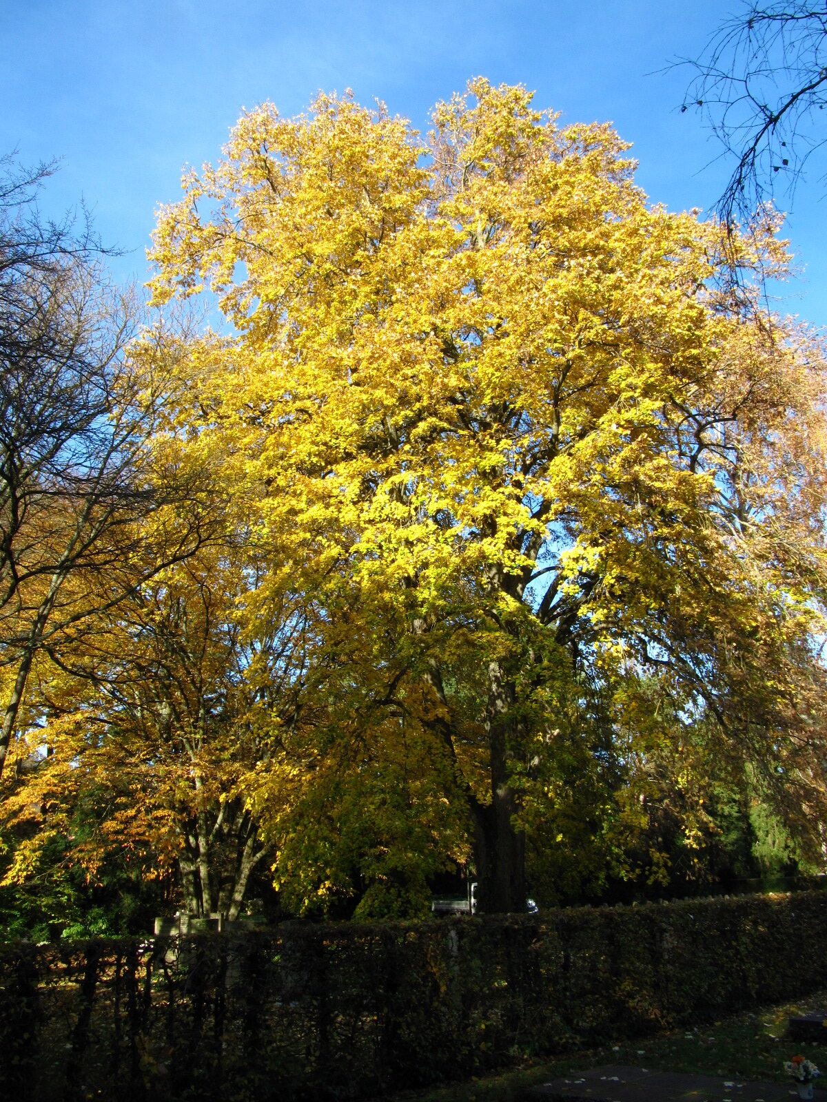 Tilia tomentosa - Trier, Hauptfriedhof - Nov. 2025