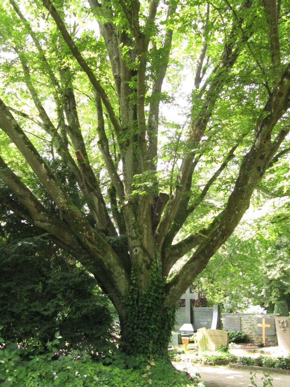 Carpinus betulus 'Fastigiata' - Trier, Hauptfriedhof - Juni 2024