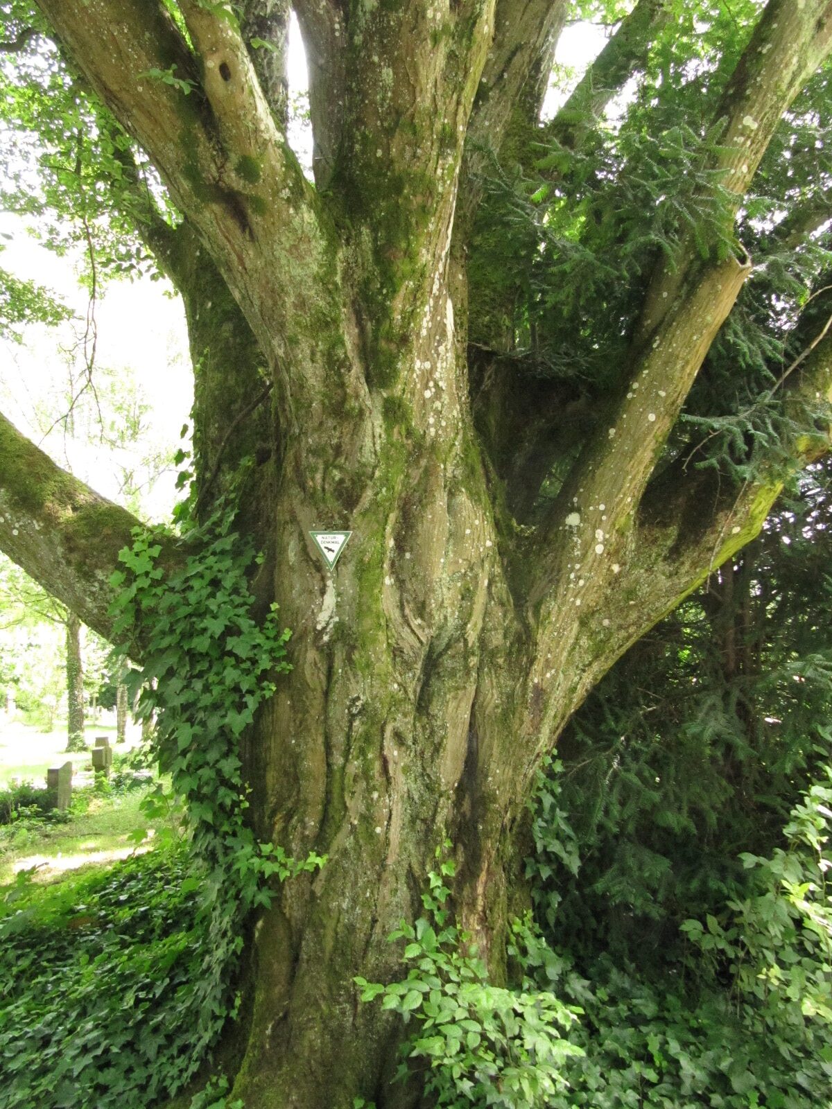 Carpinus betulus 'Fastigiata' - Trier, Hauptfriedhof - Juni 2024