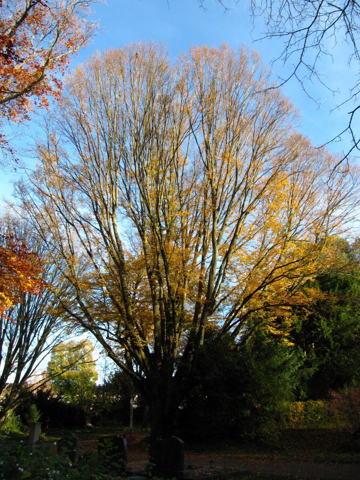 Carpinus betulus 'Fastigiata' - Trier, Hauptfriedhof - Nov. 2025