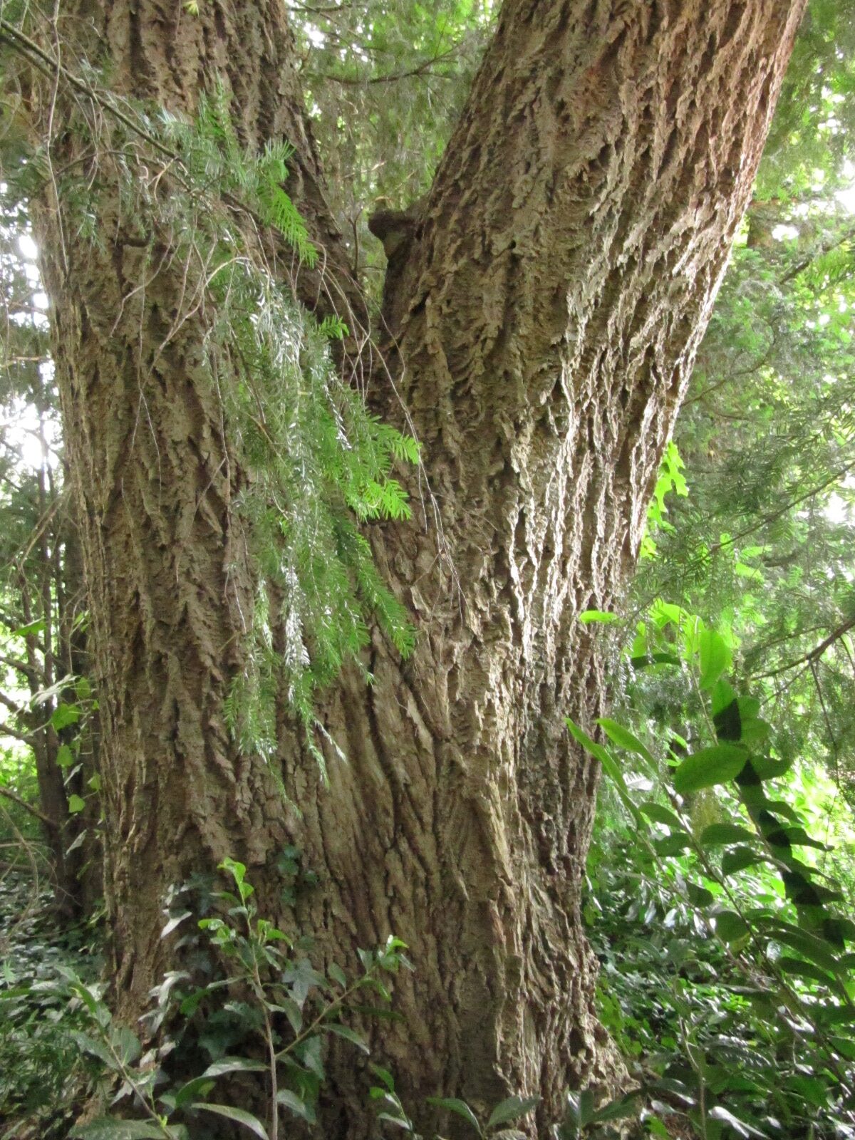 Phellodendron amurense - Trier, Hauptfriedhof - Juni 2024