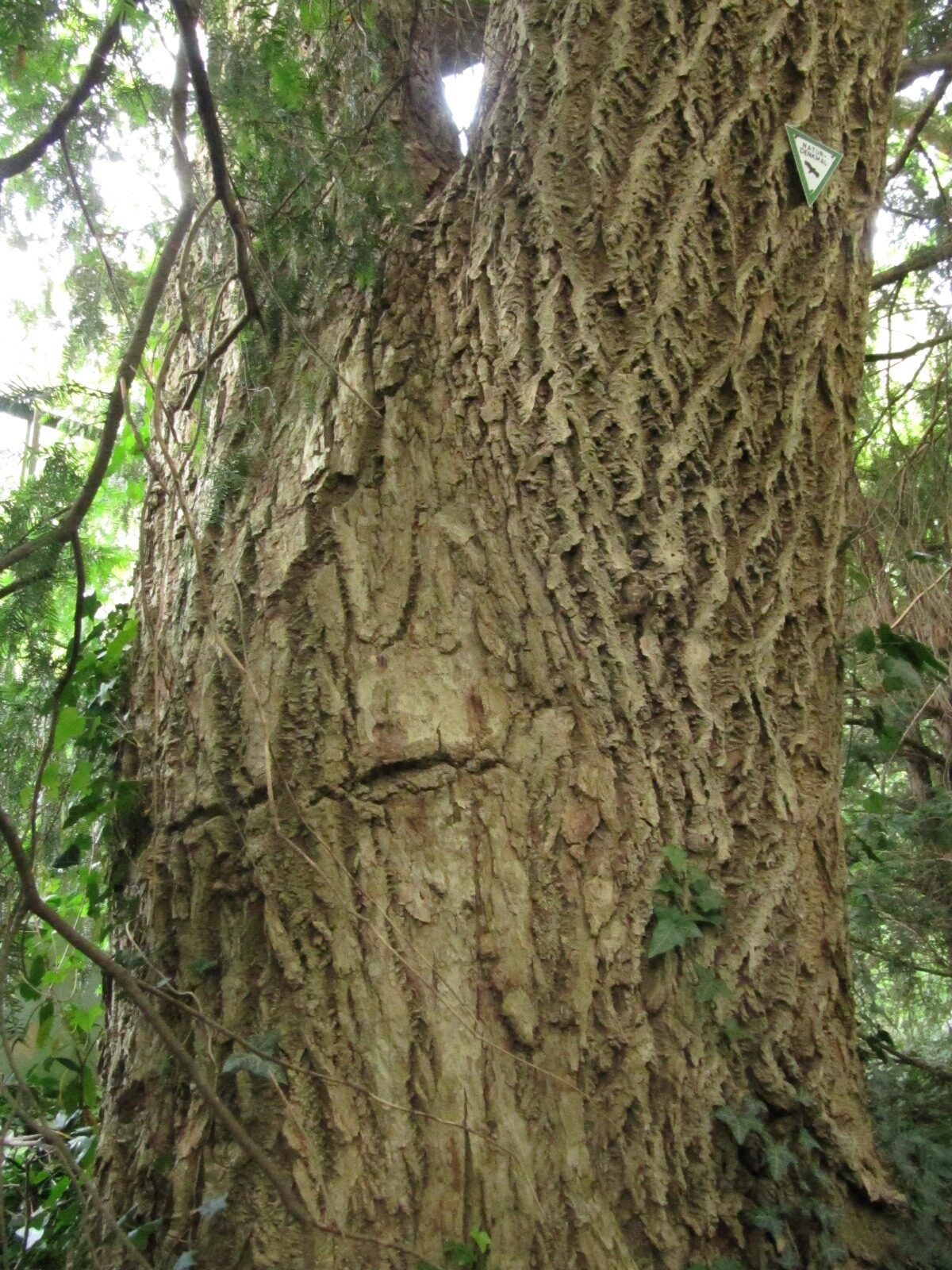 Phellodendron amurense - Trier, Hauptfriedhof - Juni 2024