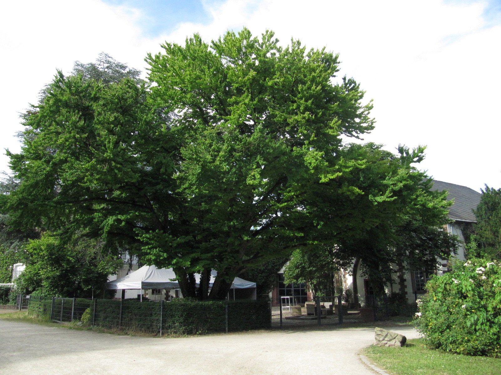 Jap. Kuchenbaum - Trier, Nell's Park Hotel - Juni 2024