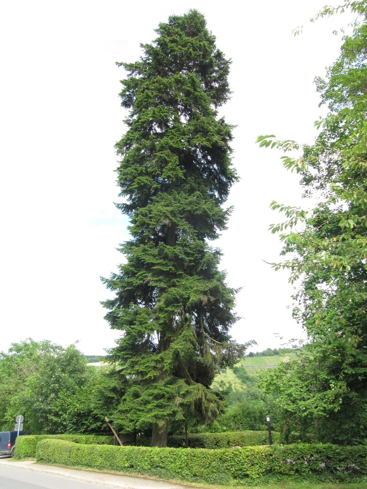 Abies nordmanniana - Grünhaus bei Mertesdorf - Juni 2024