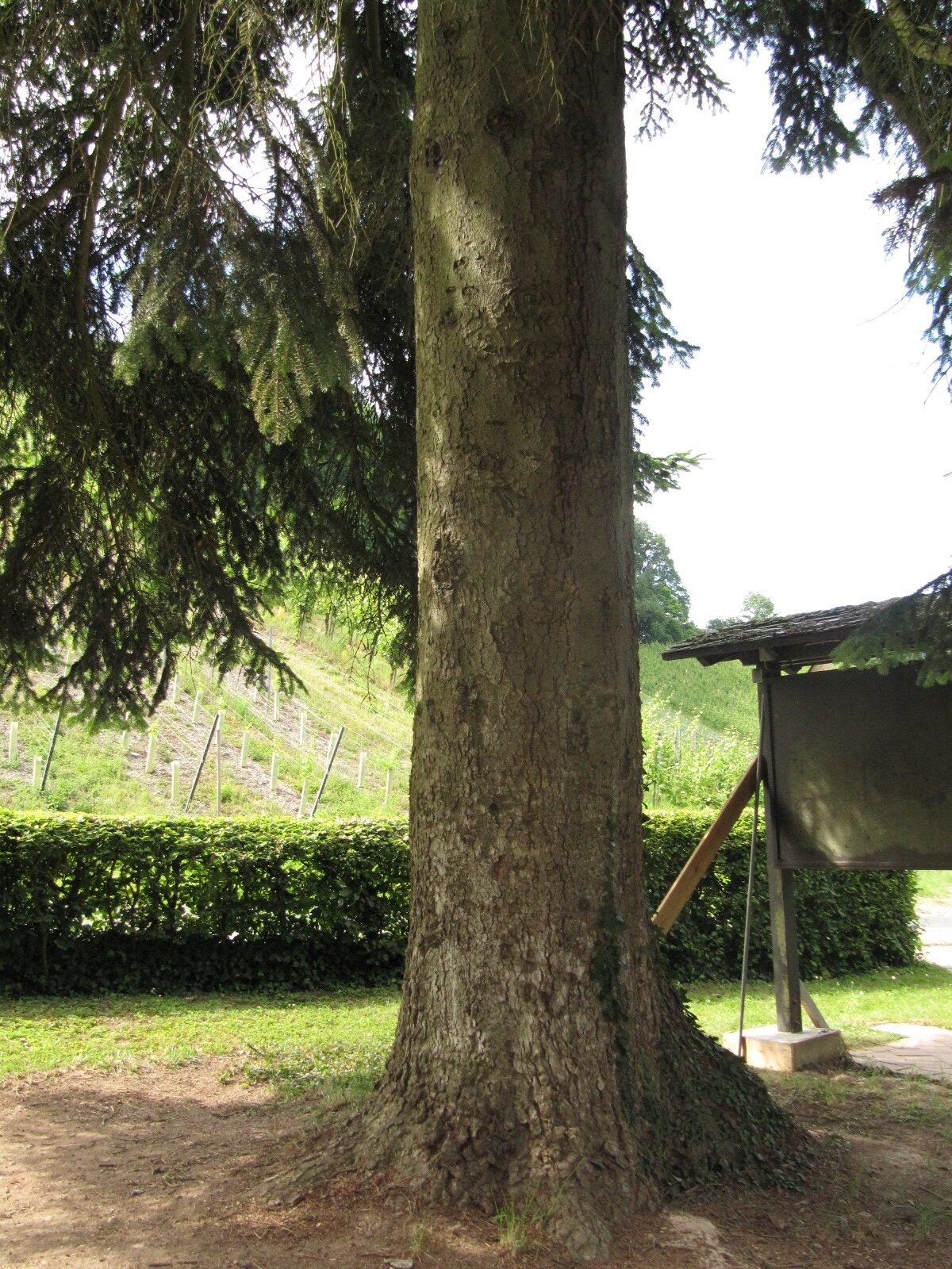 Abies nordmanniana - Grünhaus bei Mertesdorf - Juni 2024