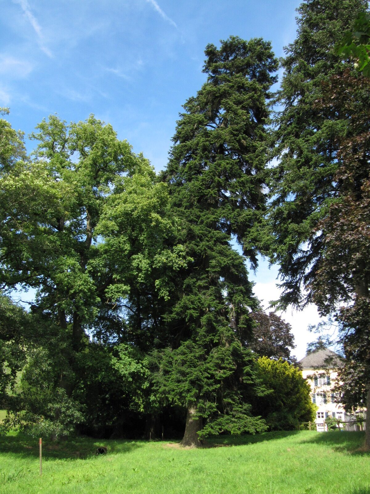 Abies nordmanniana - Karthäuserhof Trier-Eitelsbach - Juni 2024