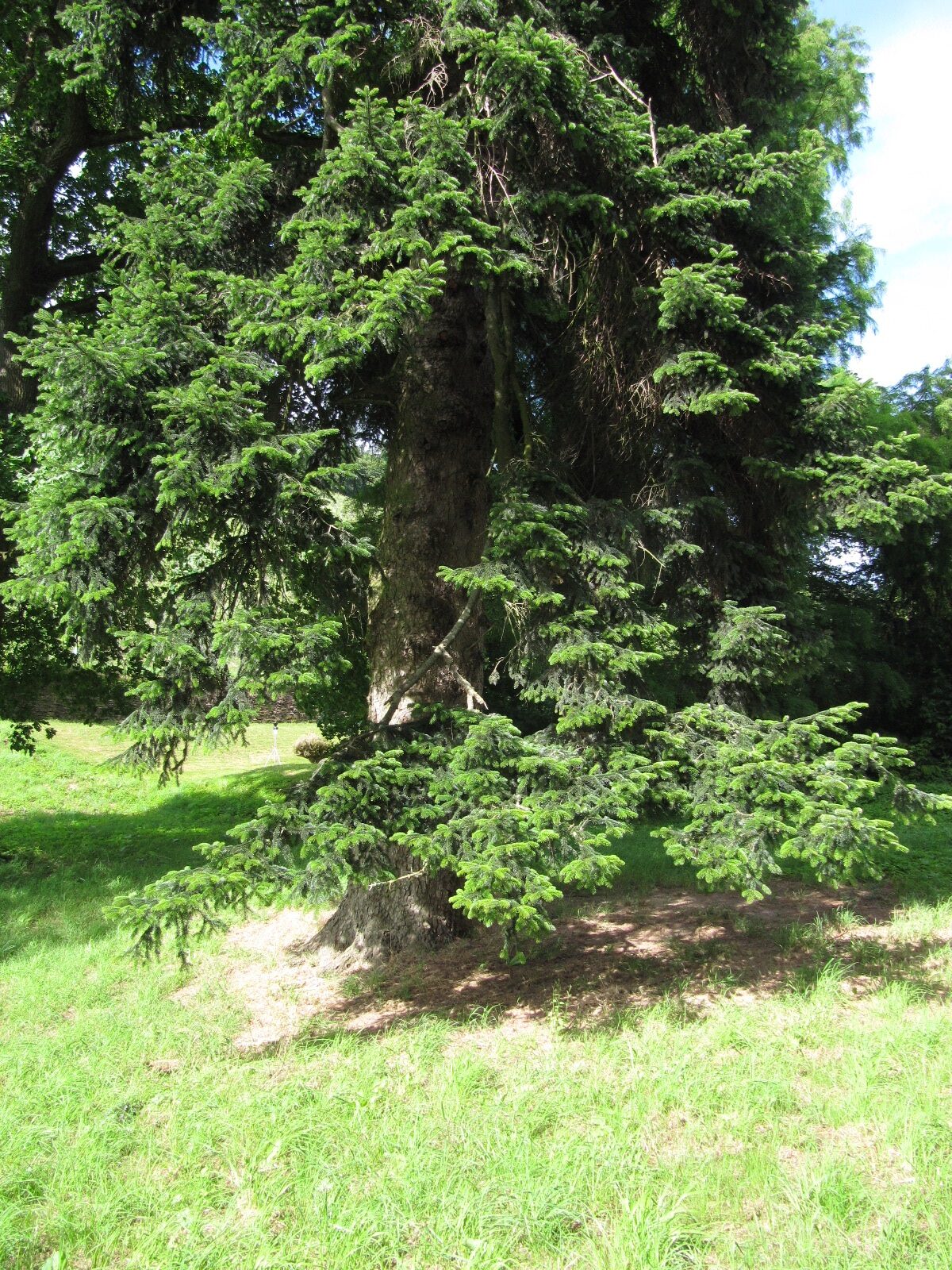Abies nordmanniana - Karthäuserhof Trier-Eitelsbach - Juni 2024