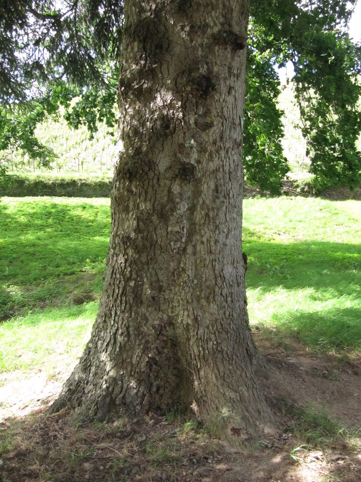 Abies nordmanniana - Karthäuserhof Trier-Eitelsbach - Juni 2024