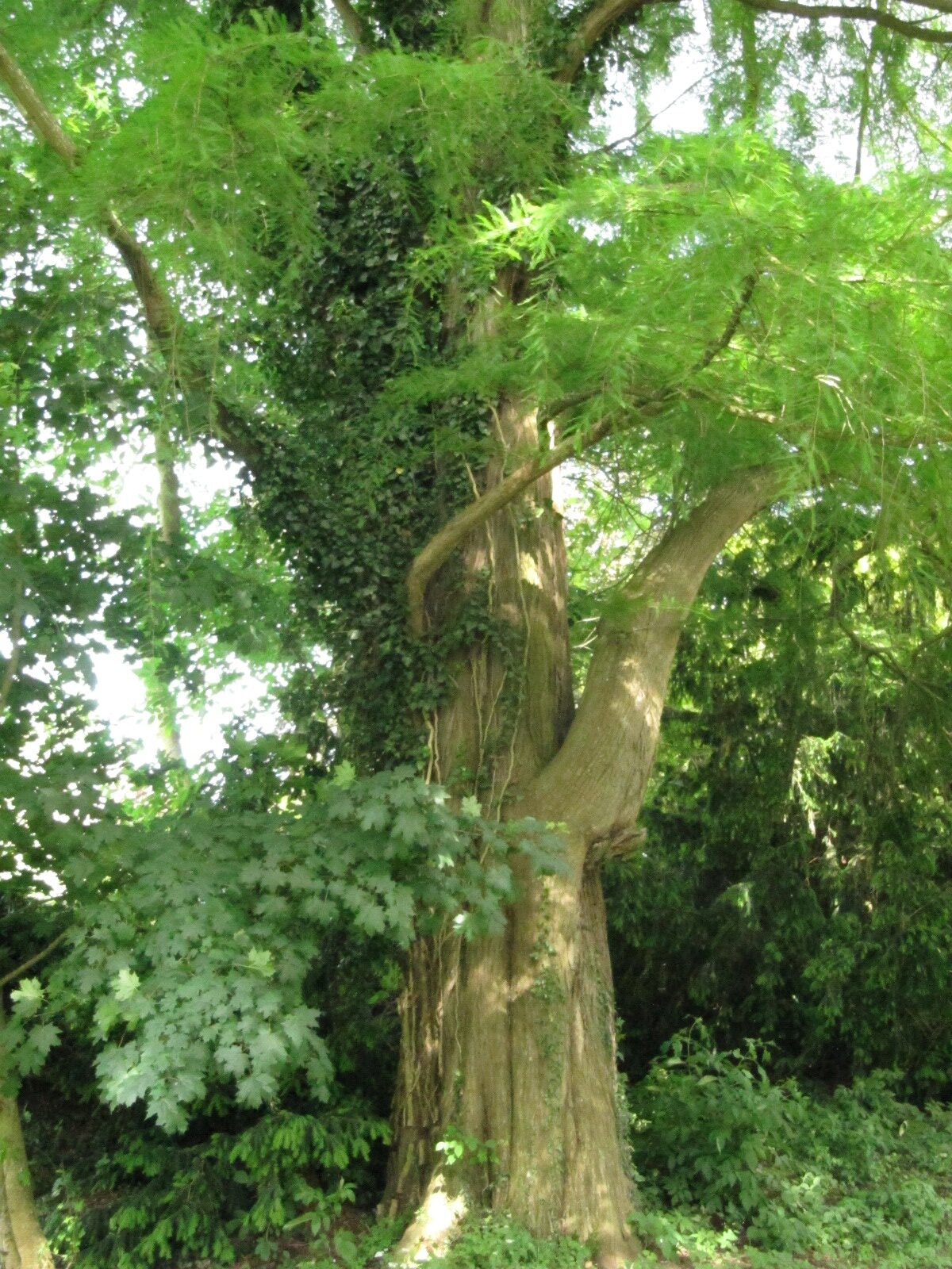 Taxodium distichum - Karthäuserhof Trier-Eitelsbach - Juni 2024