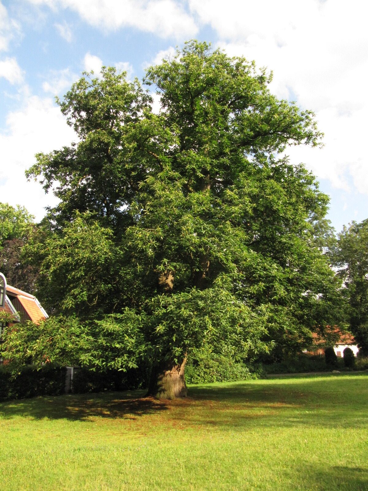 Castanea sativa - Hoffmanns Park Bremen-Oberneuland - Juli 2024