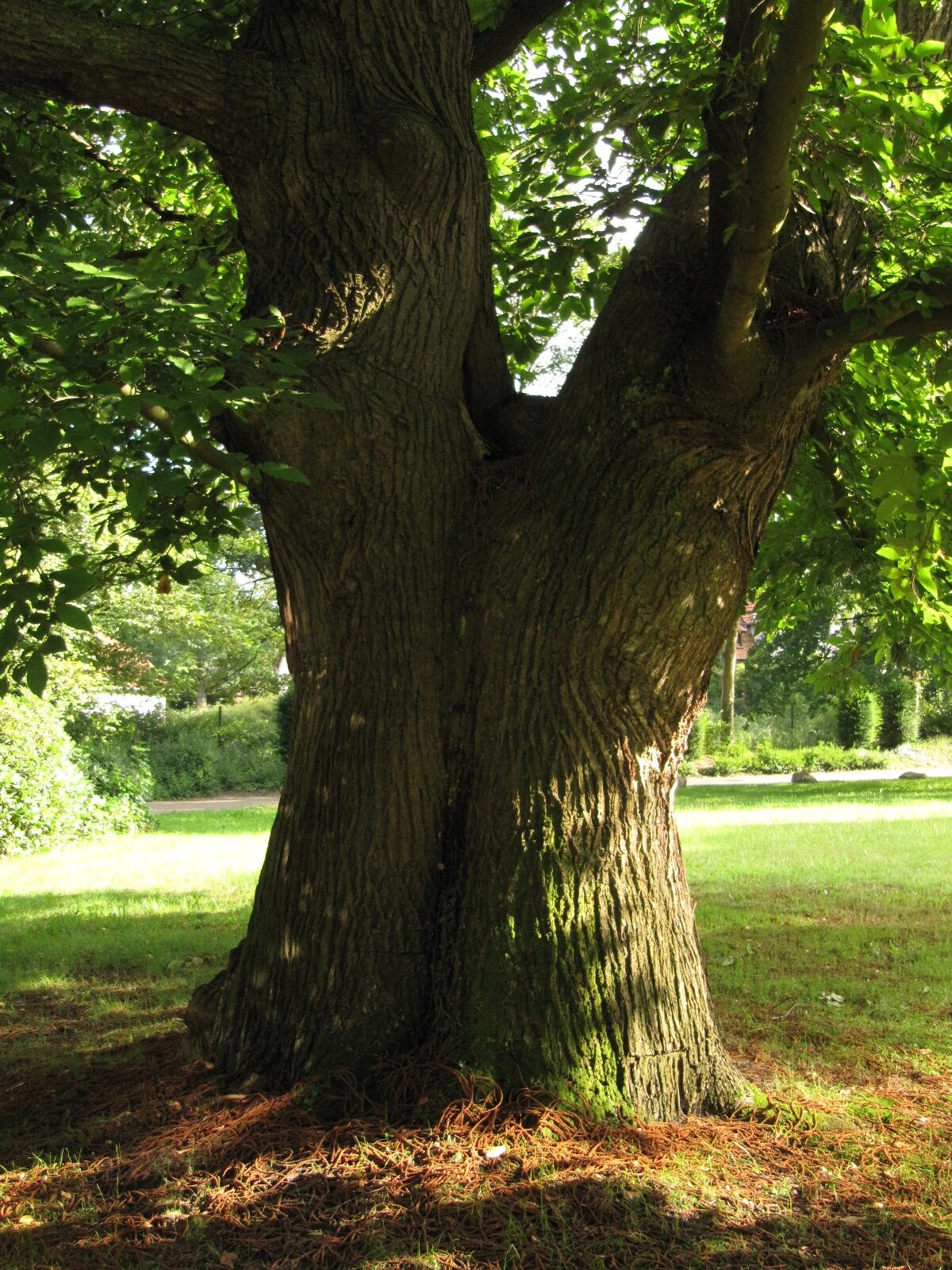 Castanea sativa - Hoffmanns Park Bremen-Oberneuland - Juli 2024