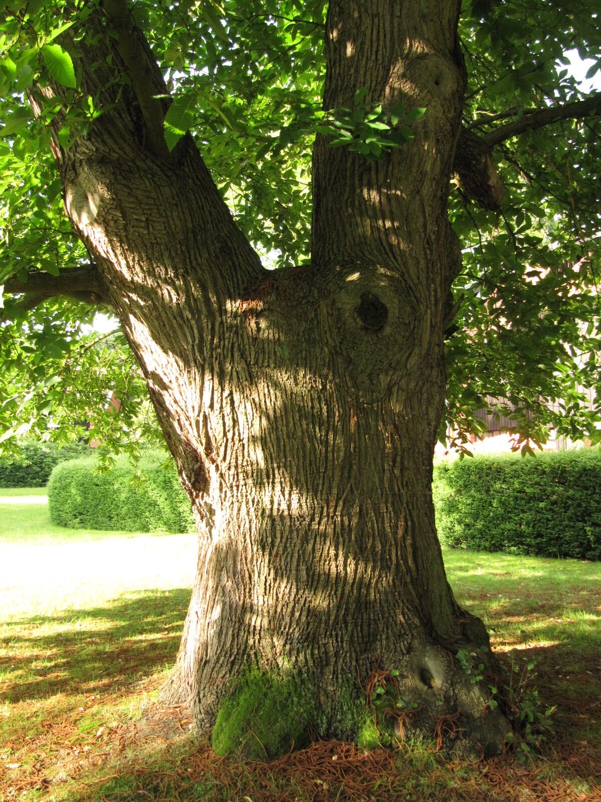 Castanea sativa - Hoffmanns Park Bremen-Oberneuland - Juli 2024