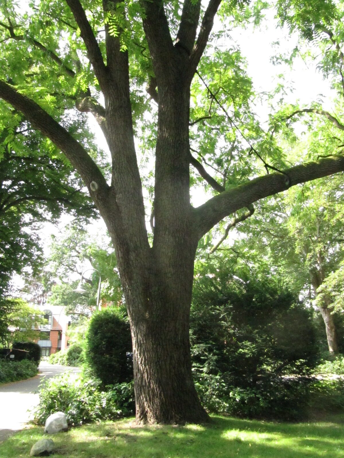 Juglans nigra - Bremen-Oberneuland - Juli 2024