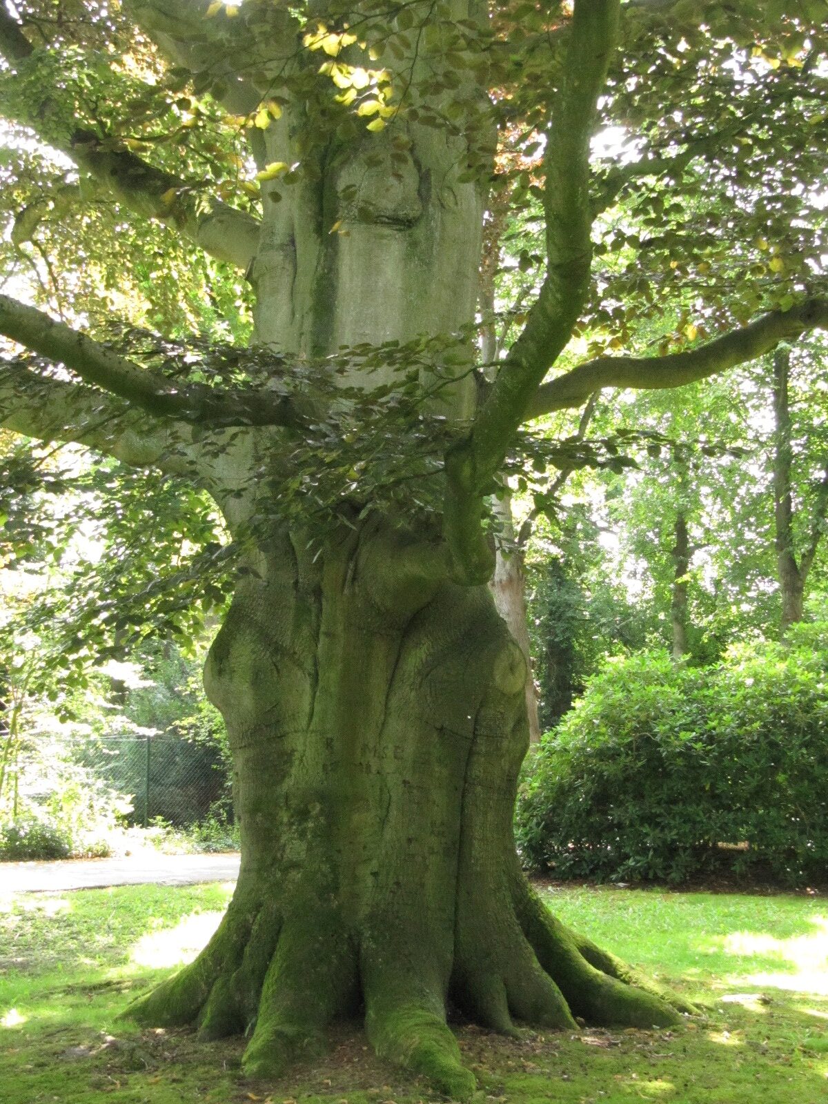 Blutbuche - Hoffmanns Park Bremen-Oberneuland - Juli 2024