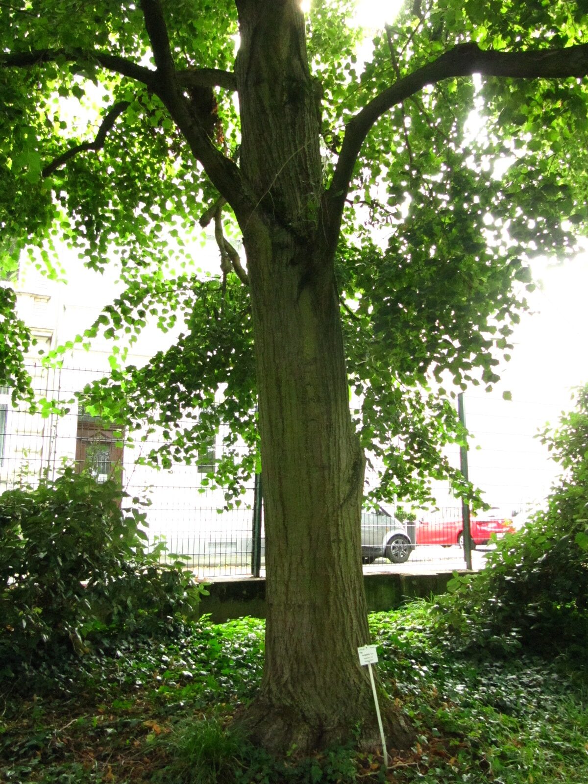 Tilia mongolica - Bonn - August 2024