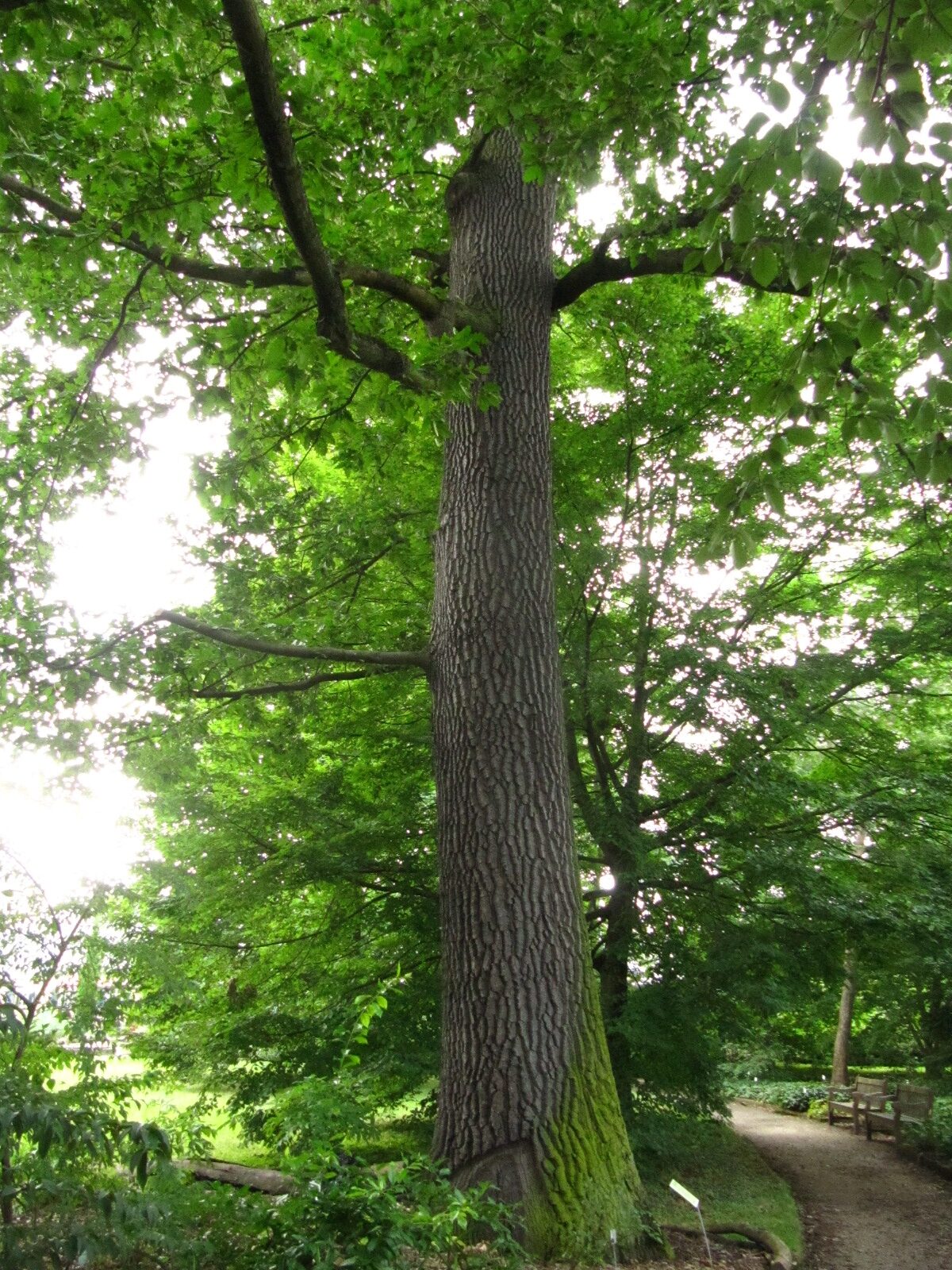 Quercus cerris - Bonn - August 2024