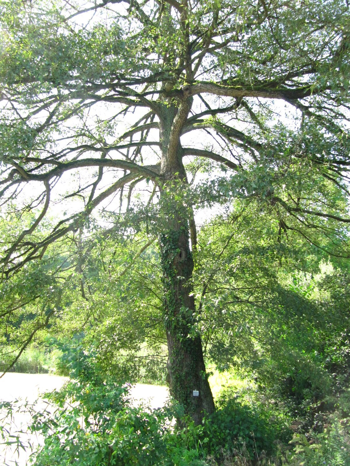 Alnus incana 'Laciniata' - Bot.Garten Münster - Sept. 2024