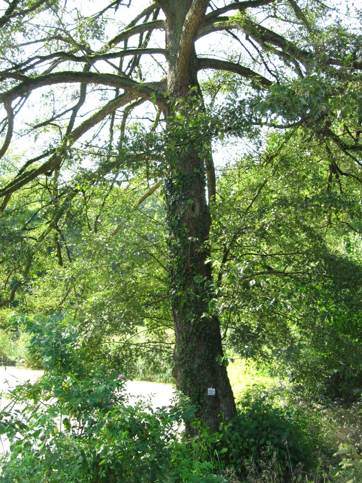 Alnus incana 'Laciniata' - Bot.Garten Münster - Sept. 2024