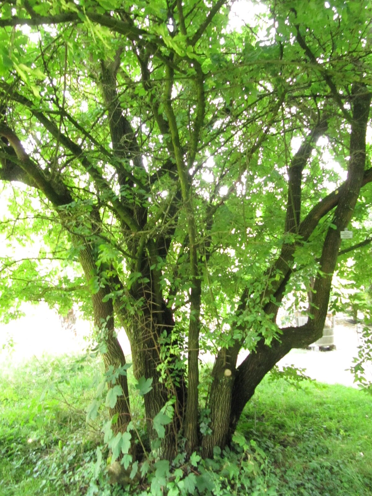 Hemiptelea davidii - Bot. Garten Münster - Sept. 2024