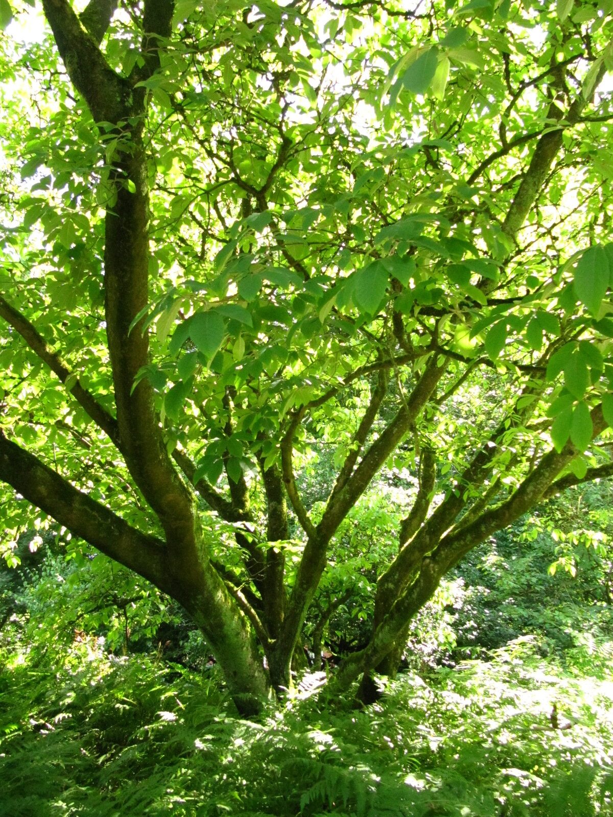 Acer maximowiczianum - Bot. Garten Münster - Sept. 2024