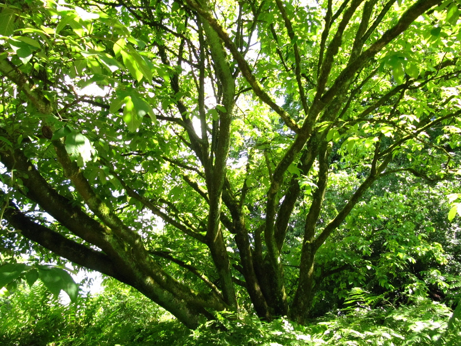 Acer maximowiczianum - Bot. Garten Münster - Sept. 2024