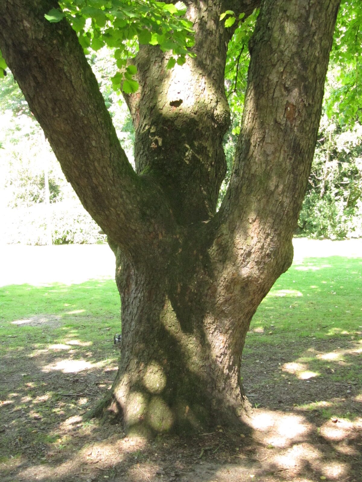 Corylus colurna - Alter Zoo Münster - Juni 2024
