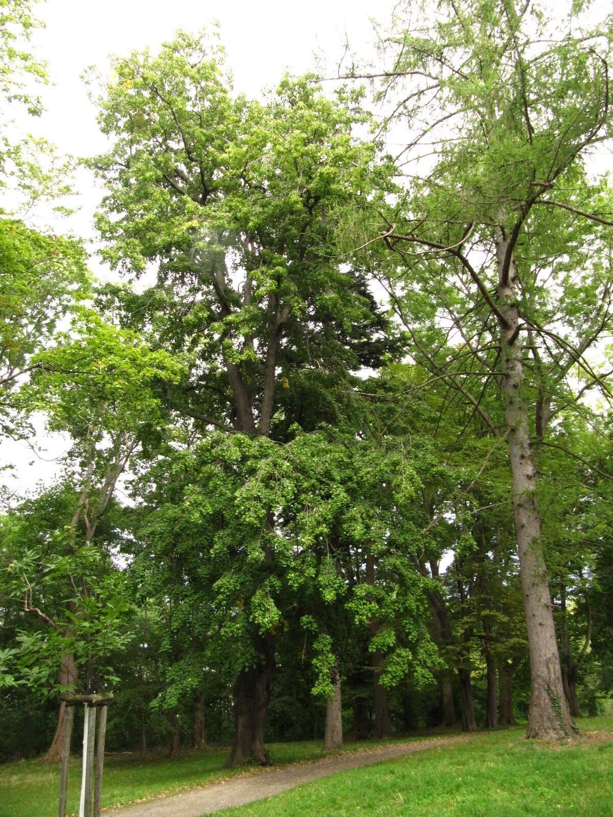 'Petiolaris' Tilia tomentosa