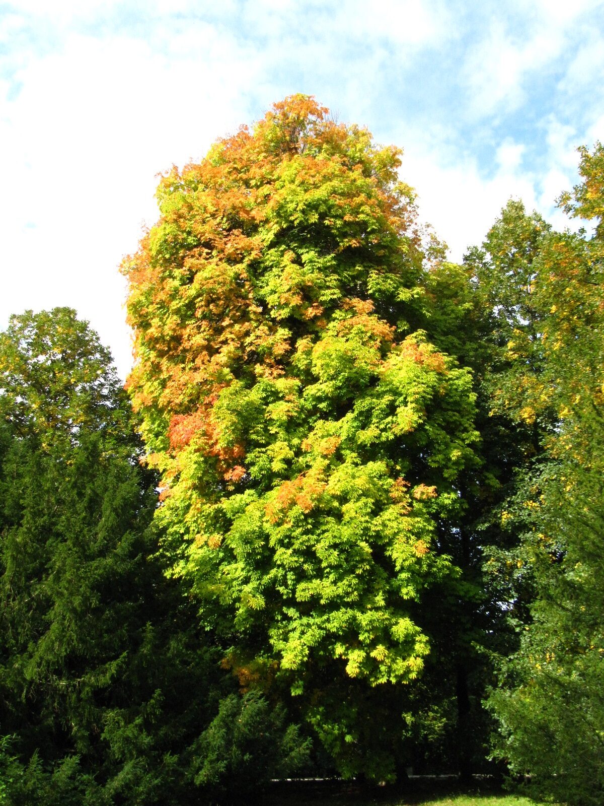 Aesculus flava