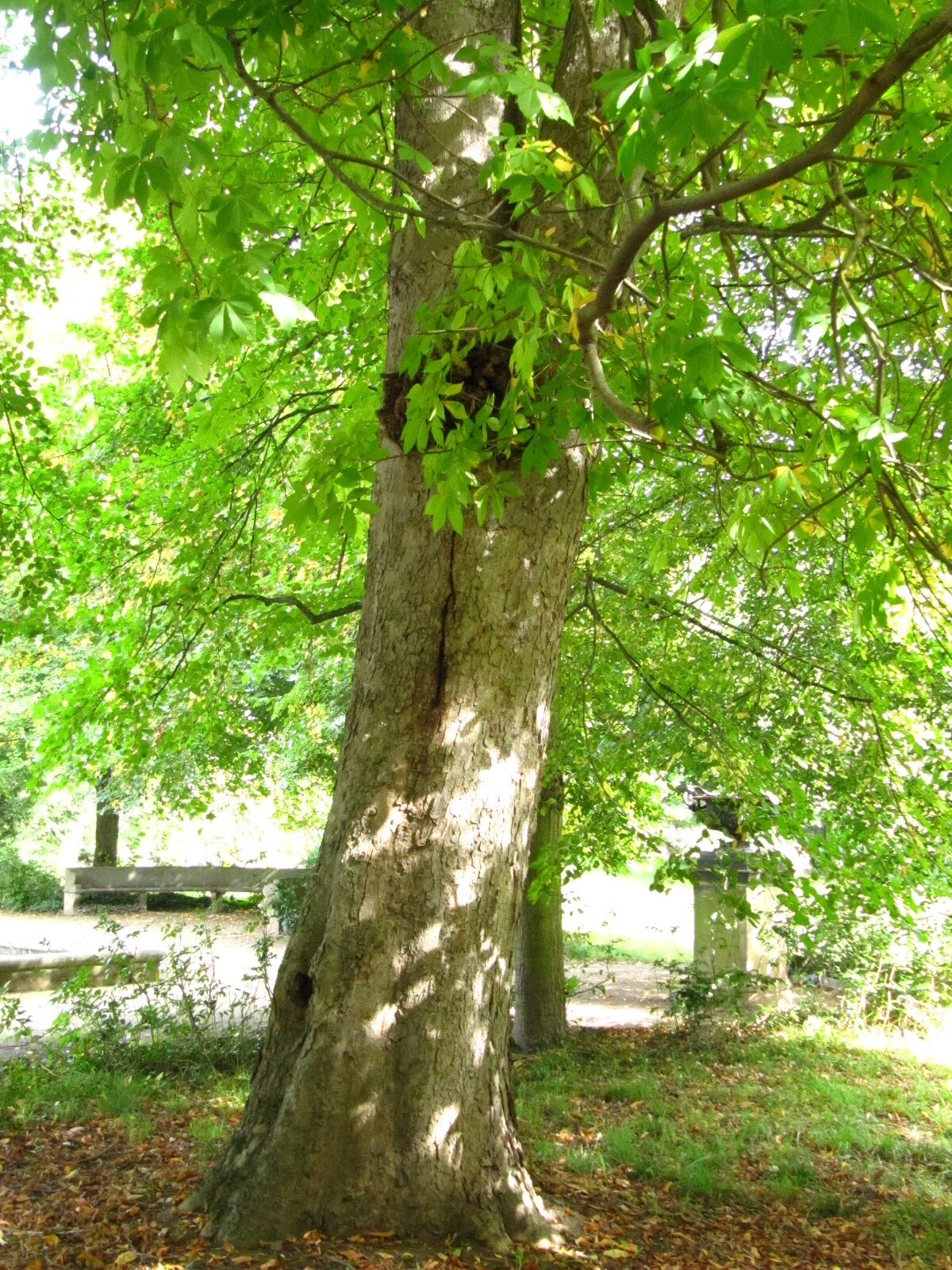 Aesculus flava - Ballenstedt - Sept. 2024