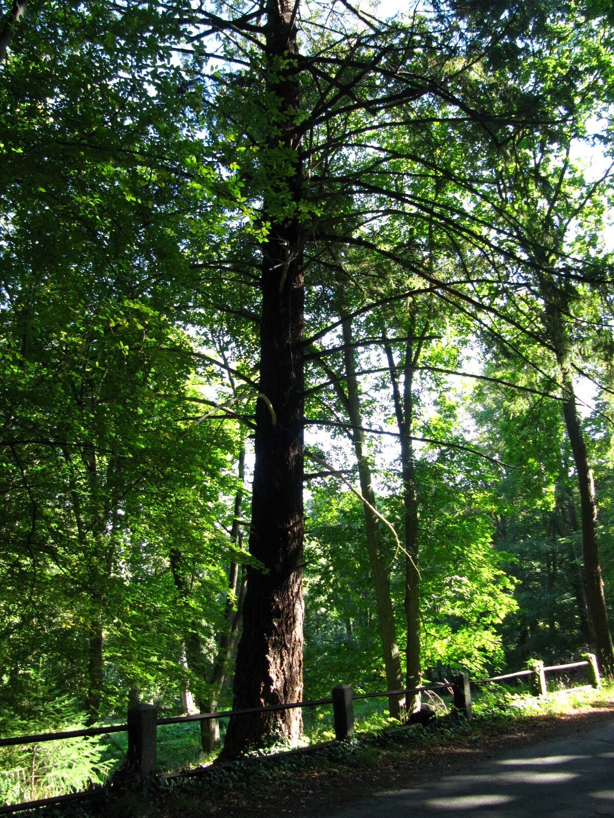 menziesii Pseudotsuga