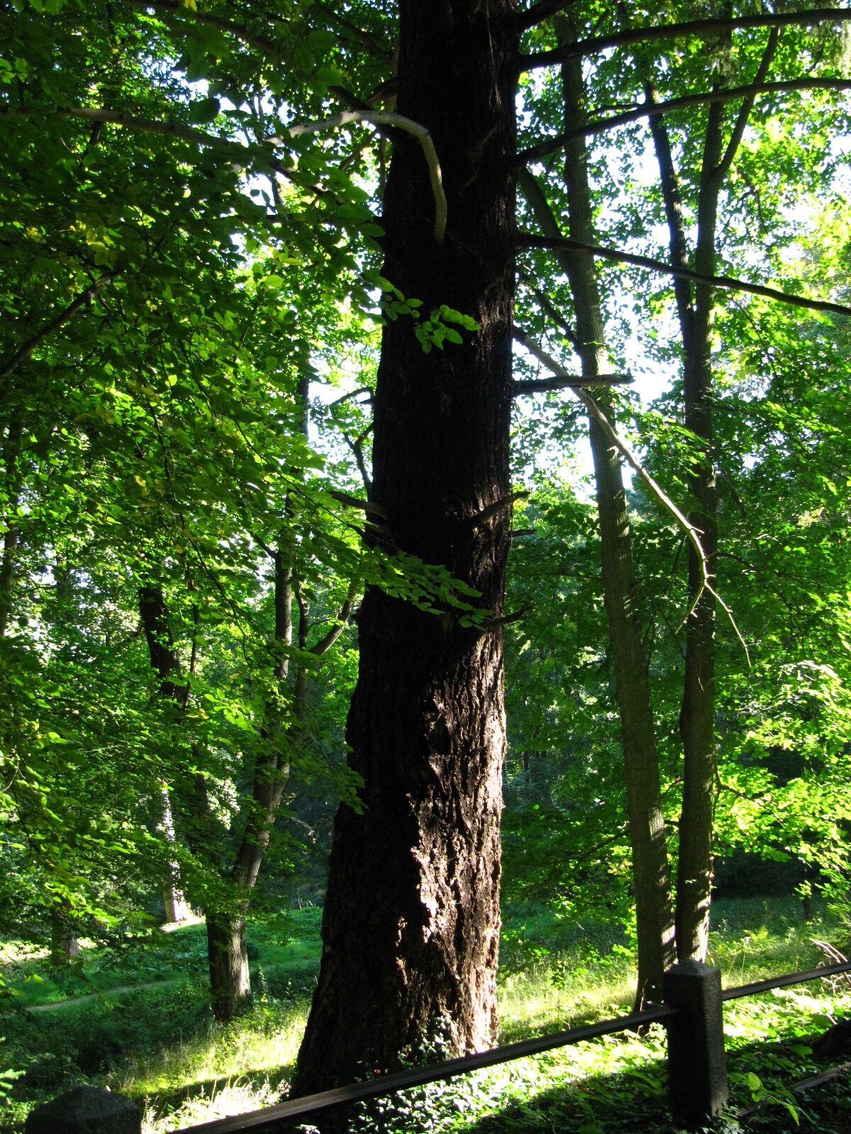 Douglasie - Schlosspark Blankenburg - Sept. 2024