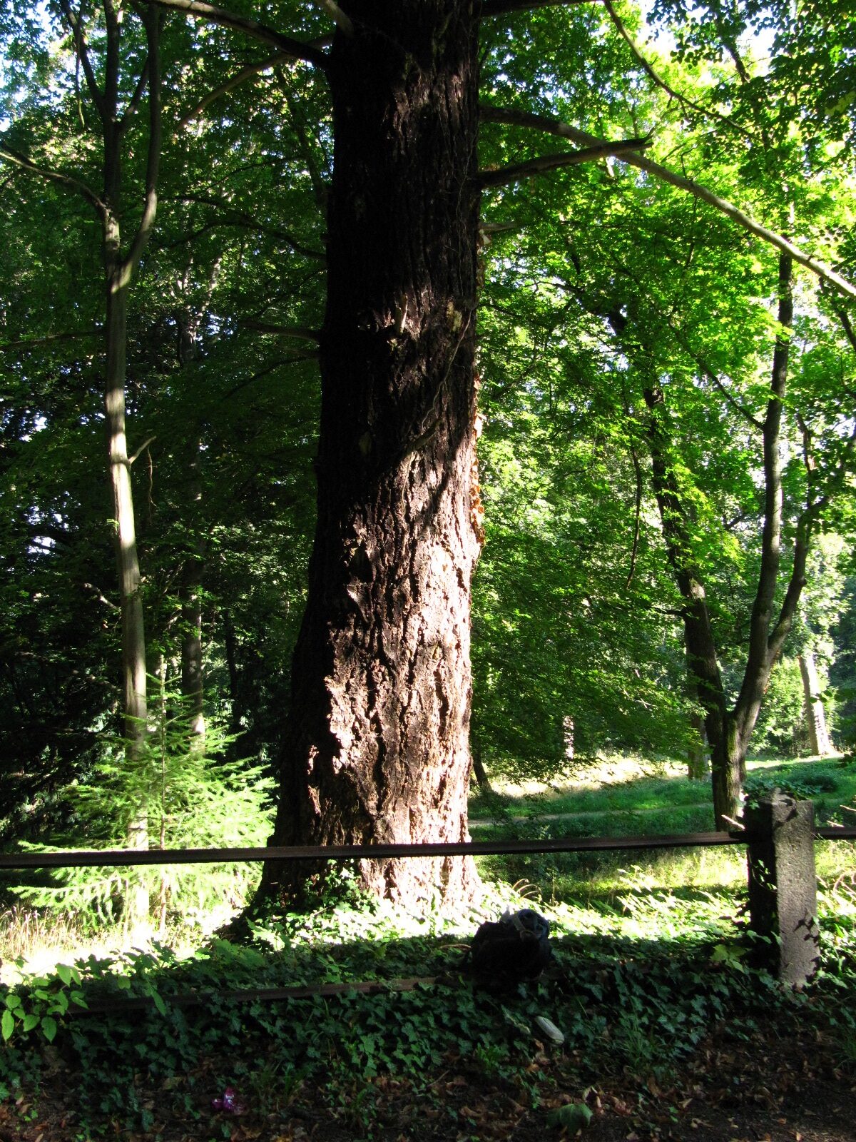 Douglasie - Schlosspark Blankenburg - Sept. 2024