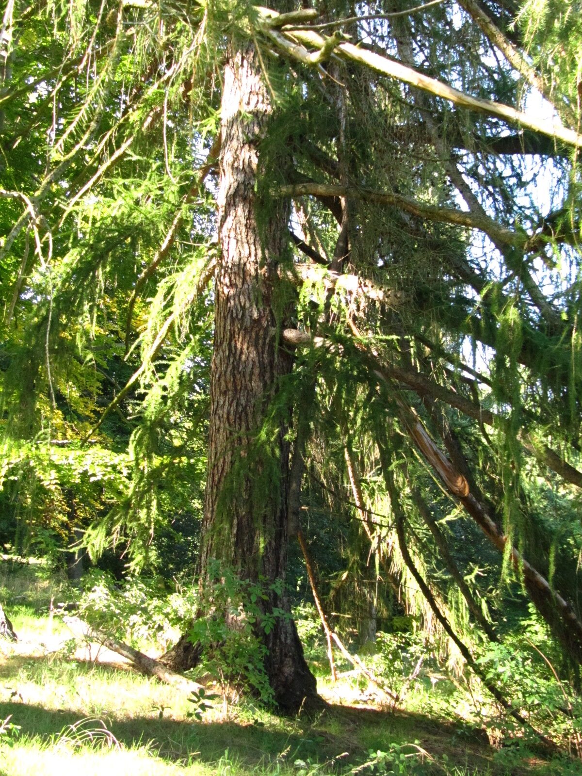 decidua Larix