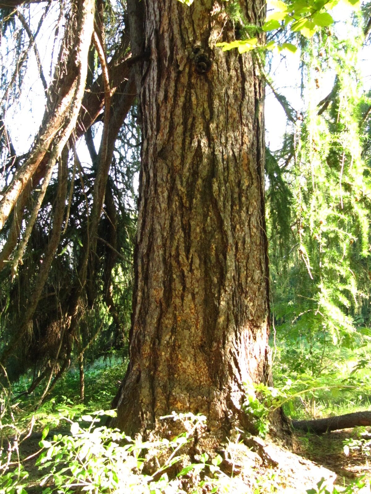 Larix decidua - Schlosspark Blankenburg - Sept. 2024