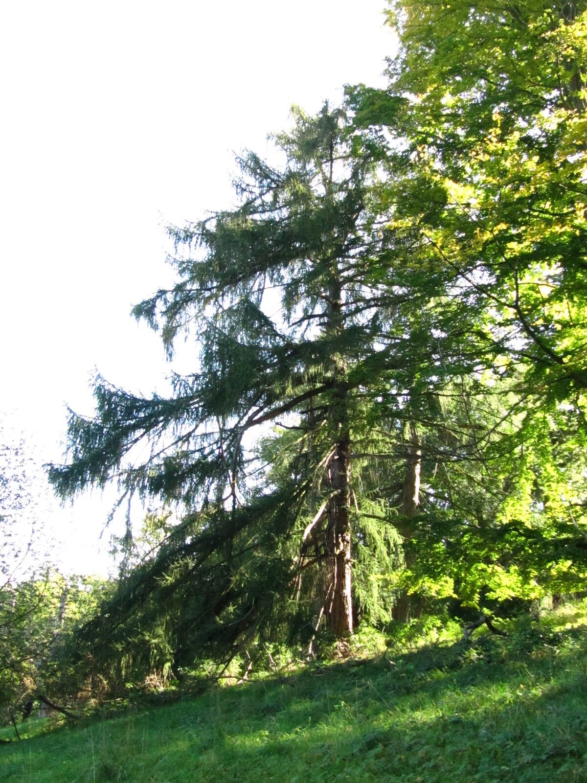 Larix decidua - Schlosspark Blankenburg - Sept. 2024
