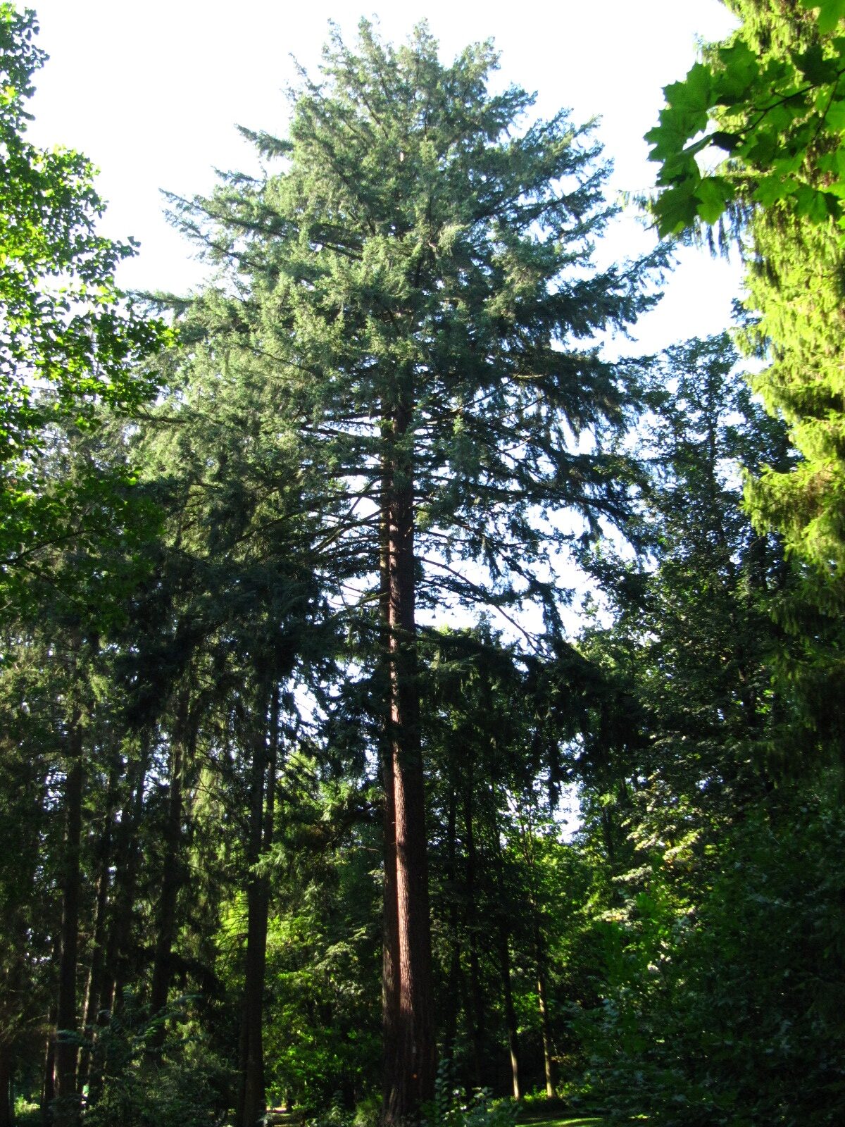 menziesii Pseudotsuga