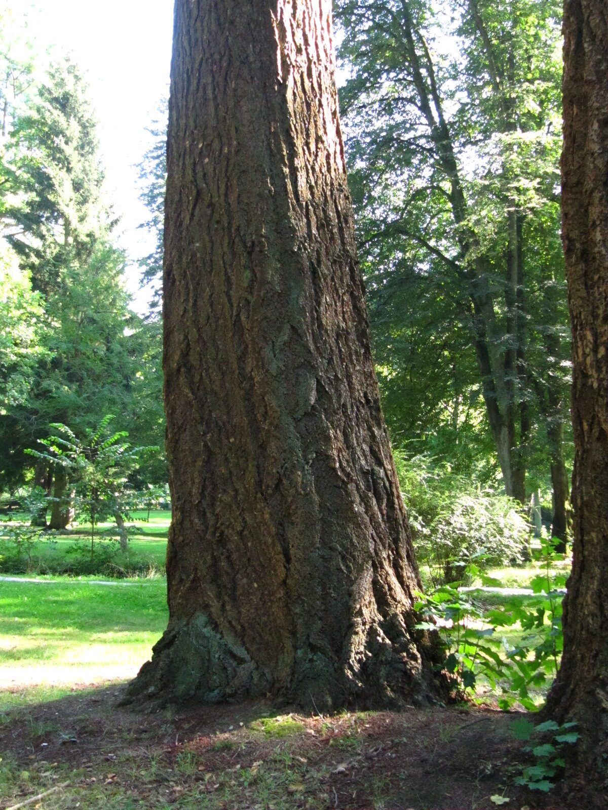 Douglasie - Steinway Park Seesen - Sept. 2024
