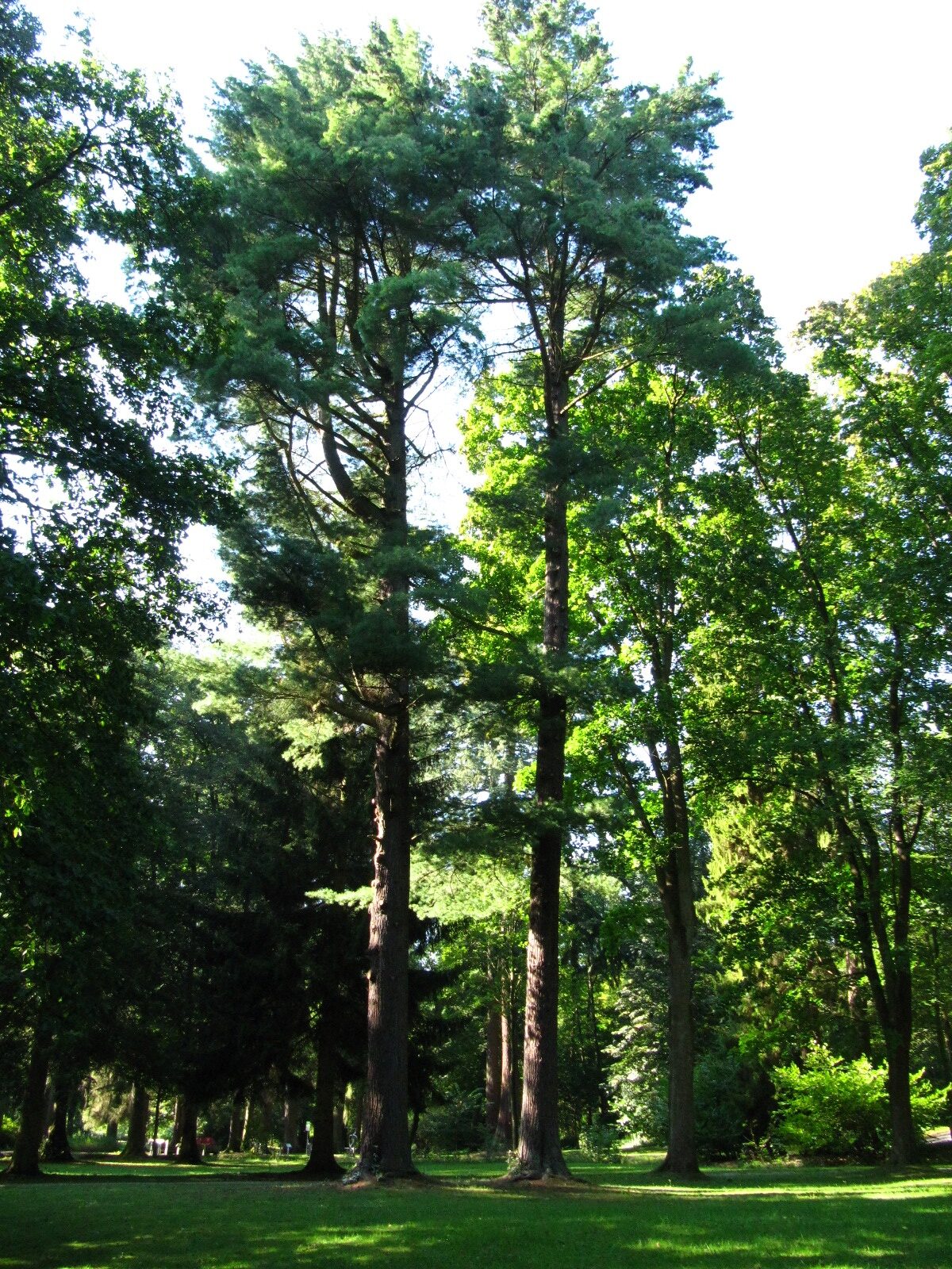Pinus strobus