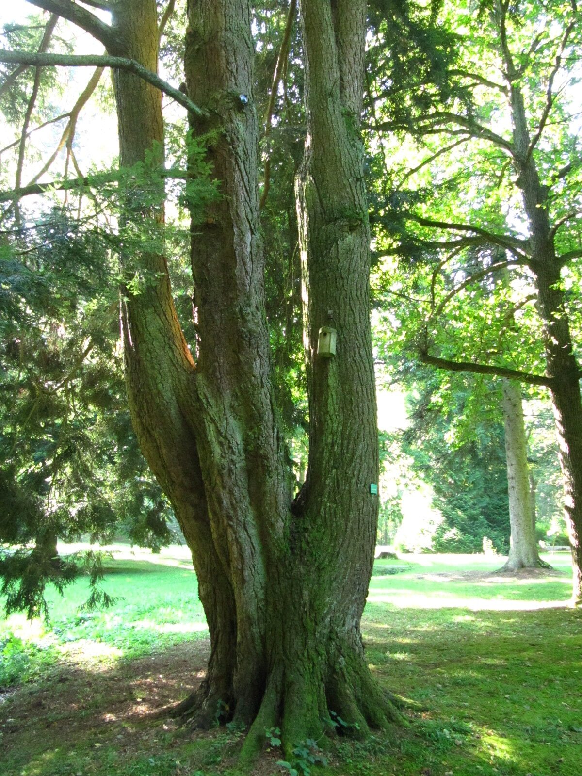 canadensis Tsuga