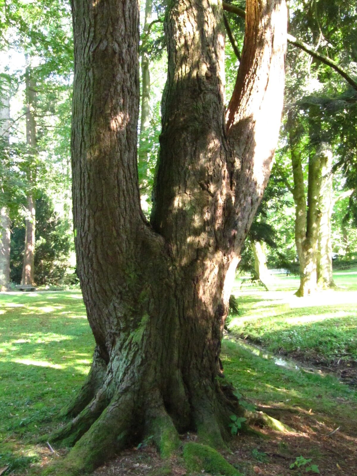 Tsuga canadensis - Steinway Park Seesen - Sept. 2024