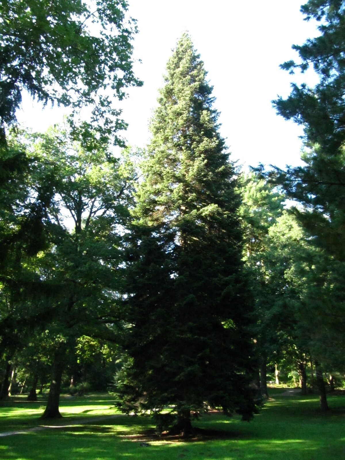 Abies nordmanniana
