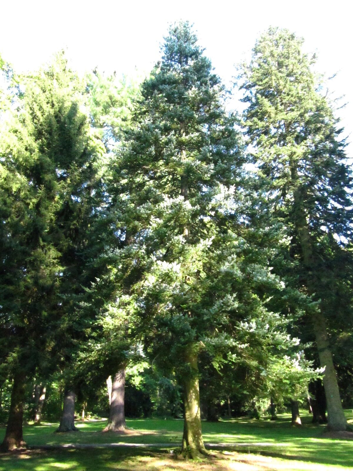 Abies veitchii