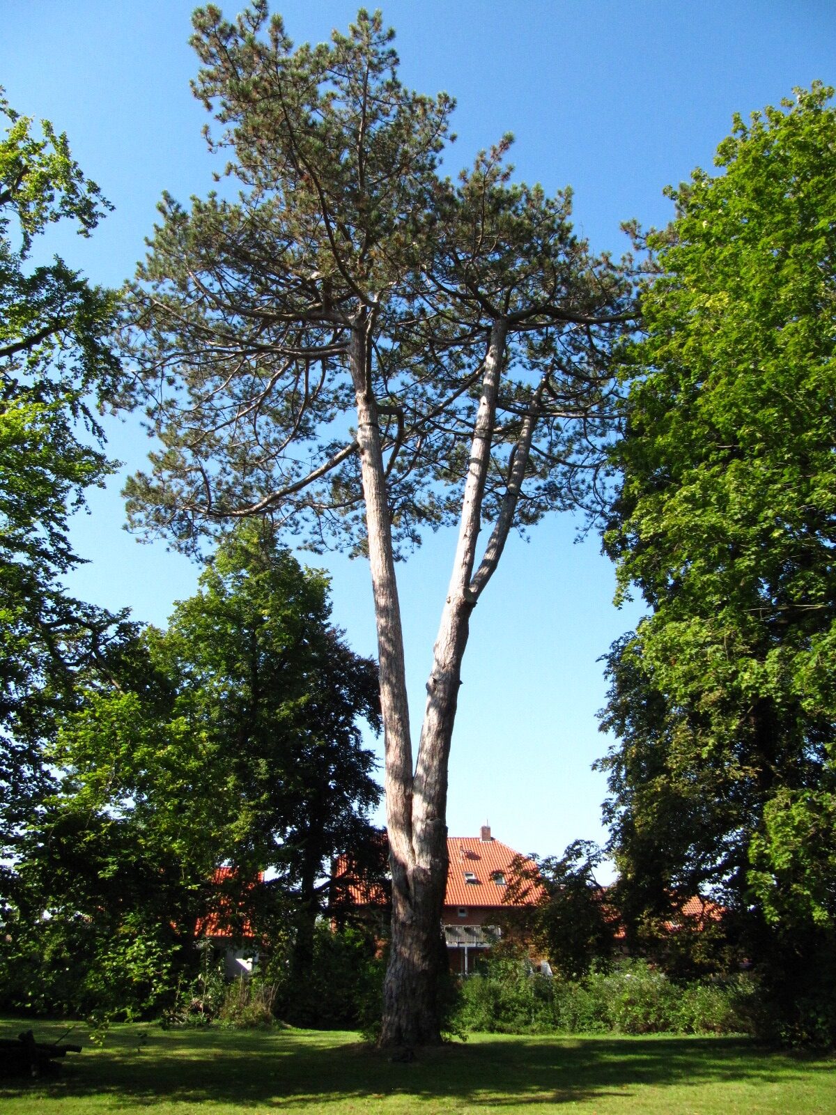 Pinus nigra - Banteln - Sept. 2024