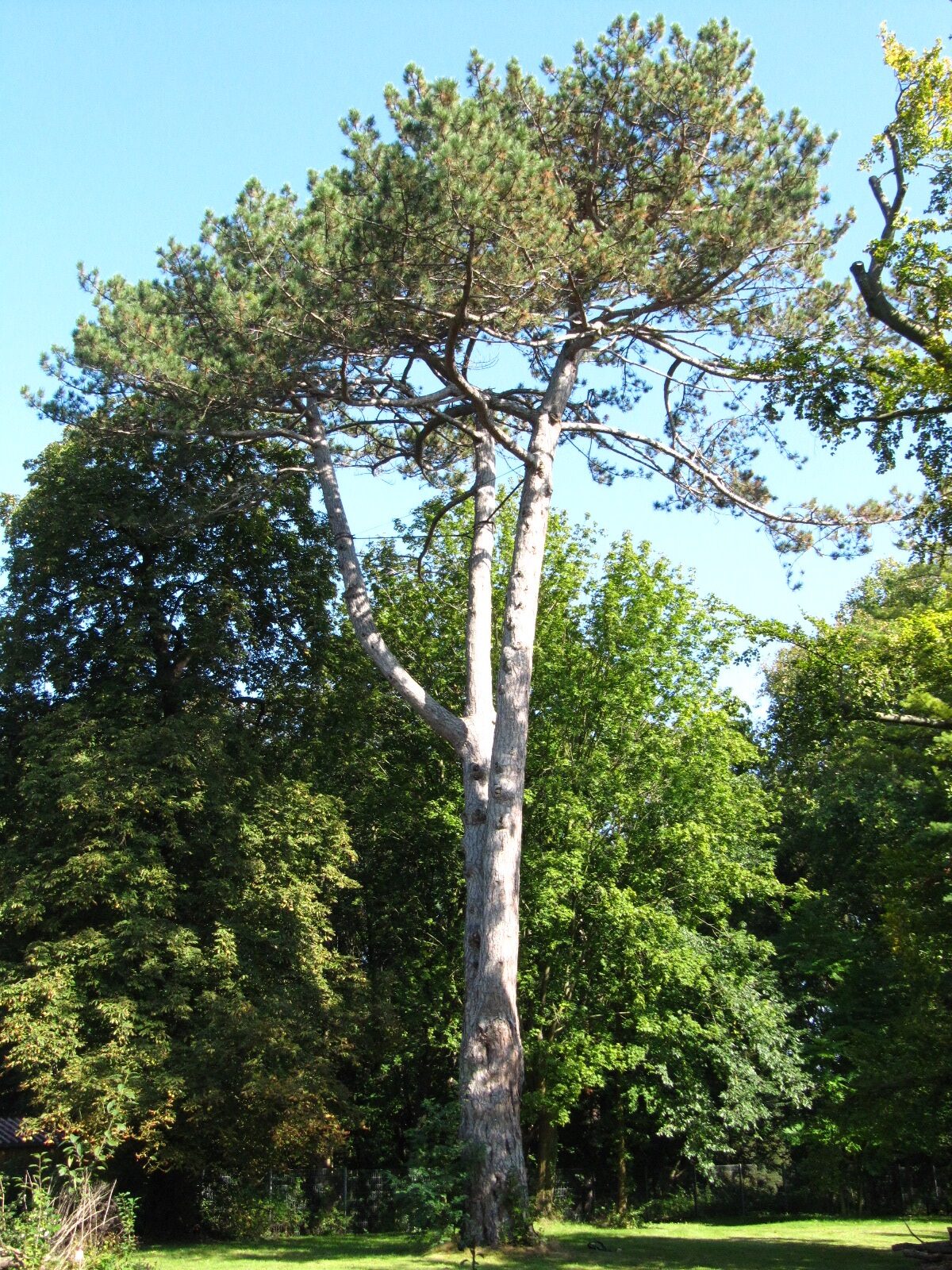 Pinus nigra - Banteln - Sept. 2024