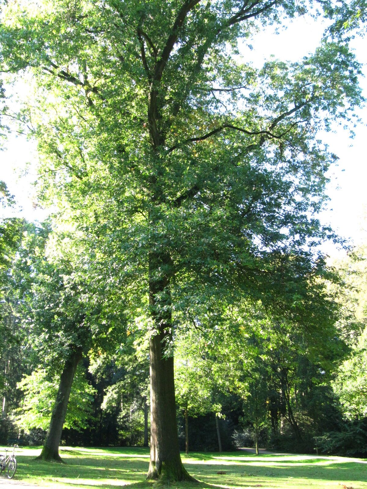 Quercus palustris - Bürgerpark Bremen - Okt. 2024
