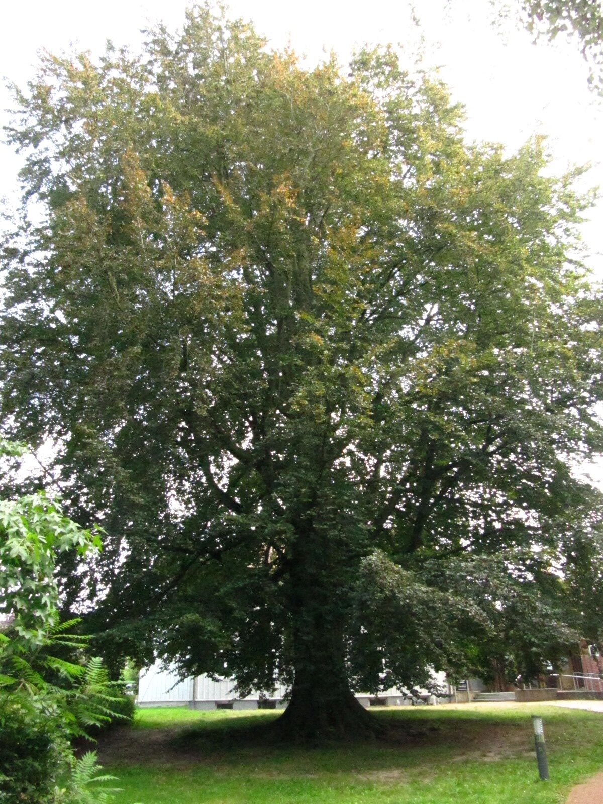Fagus sylv. Atropurpurea Gruppe - Wennigsen (Deister) - Sept. 2024