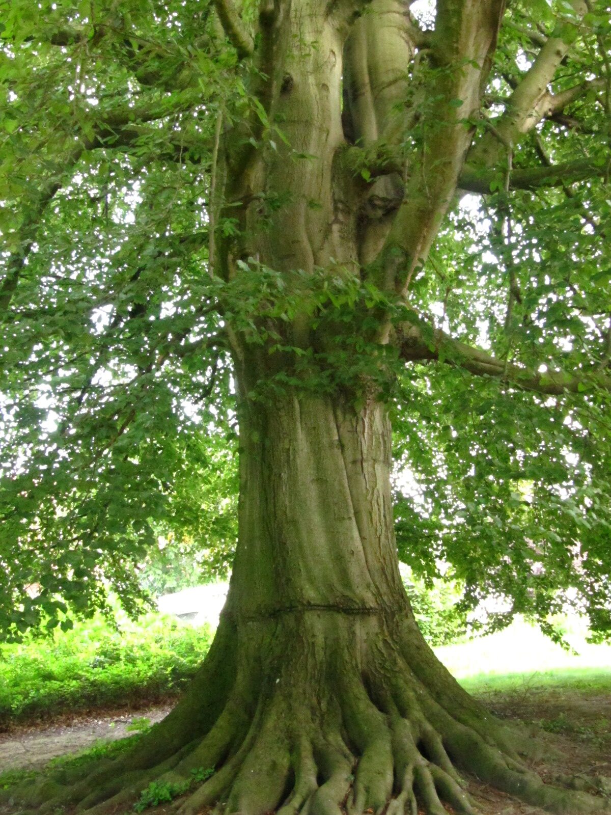 Fagus sylv. Atropurpurea Gruppe - Wennigsen (Deister) - Sept. 2024