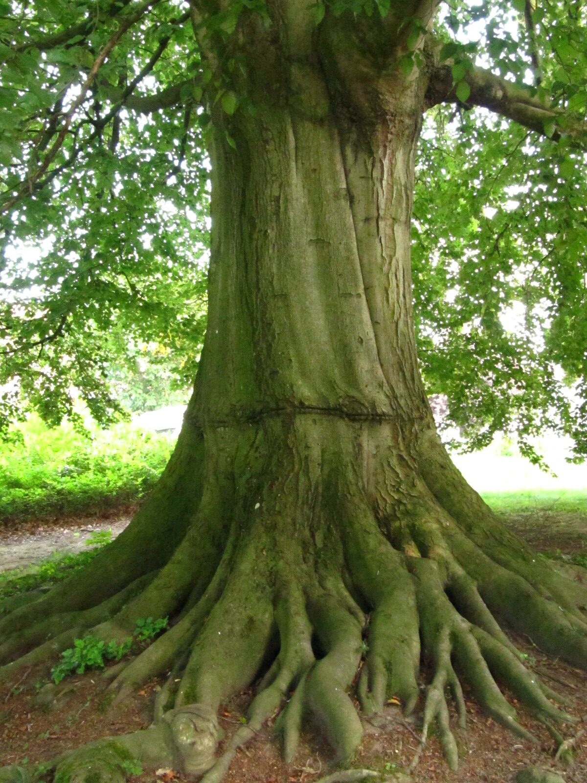Fagus sylv. Atropurpurea-Gruppe - Wennigsen (Deister) - Sept. 2024