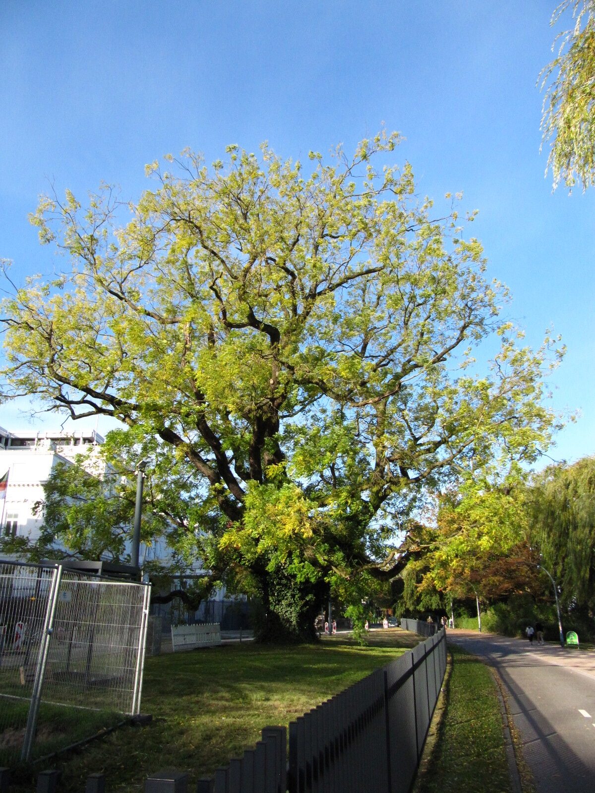 Styphnolobium japonicum - Hamburg-Rotherbaum - Okt. 2024