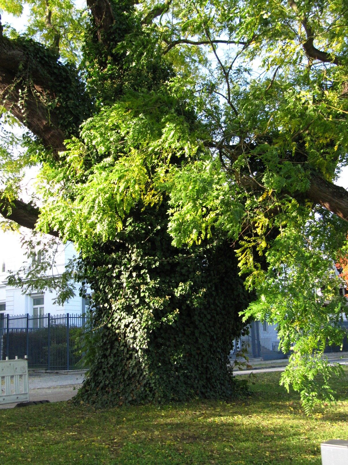 Styphnolobium japonicum - Hamburg-Rotherbaum - Okt. 2024